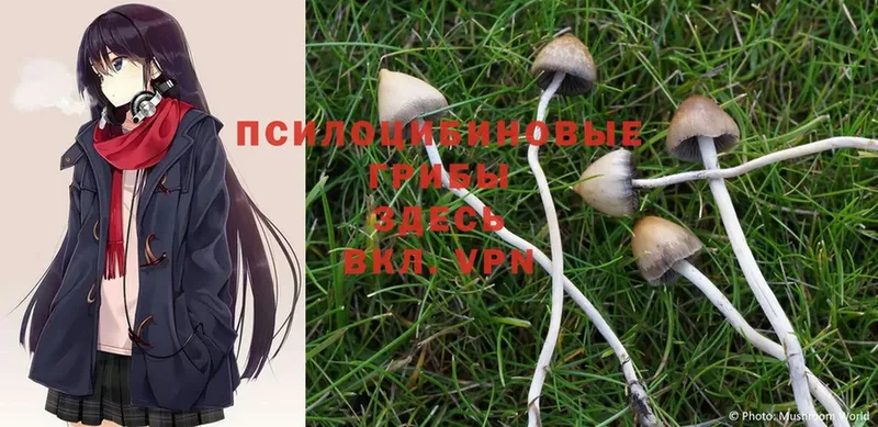 Галлюциногенные грибы MAGIC MUSHROOMS  цены   Трубчевск 